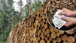 Sprawdzamy, jakie są ceny drewna opałowego w czerwcu 2023./East News