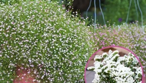 Odmiany gipsówki różnią się między sobą zarówno wielkością kwiatów, jak i okresem kwitnienia.