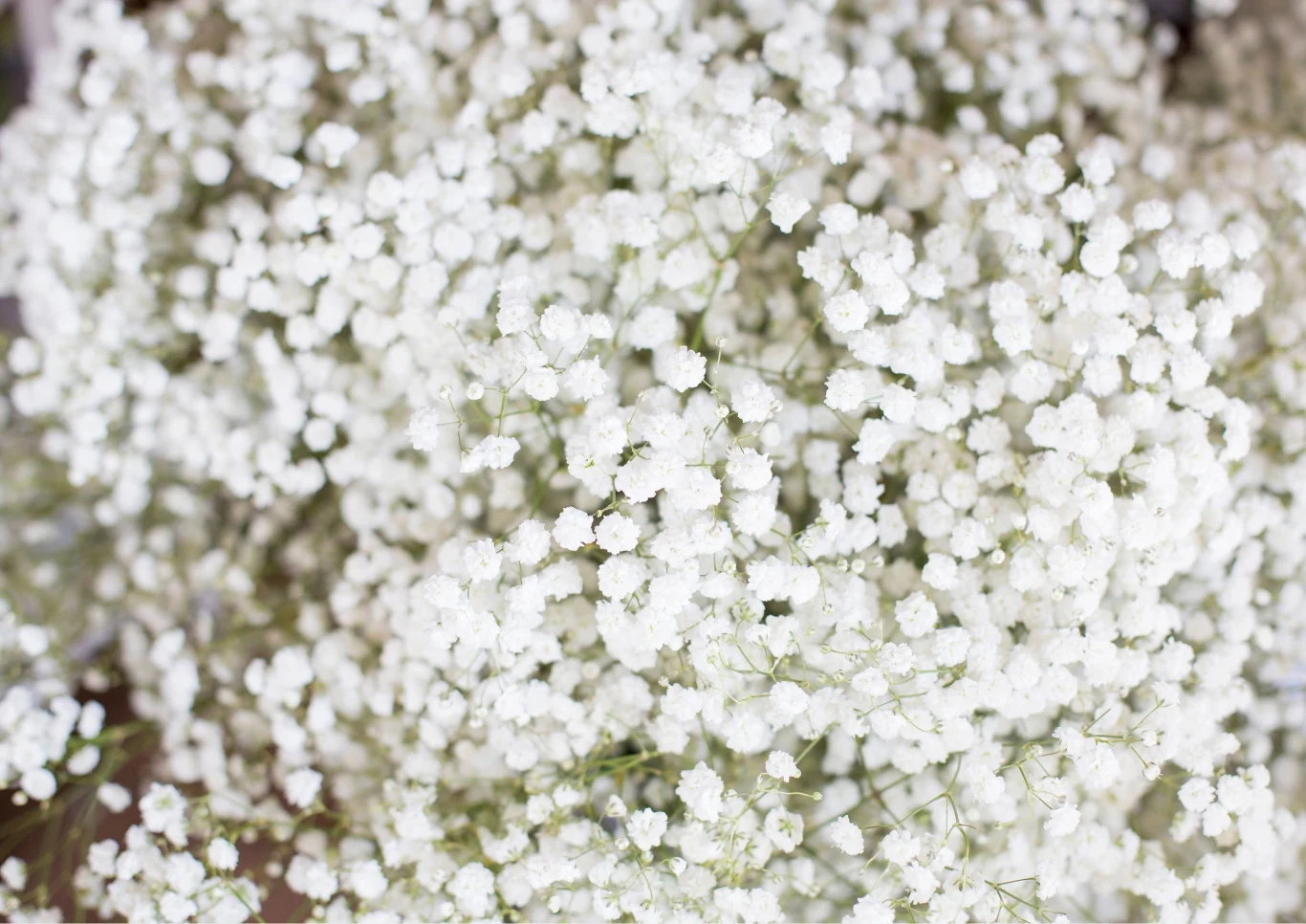 Młode siewki gipsówki można hodować także w domu.