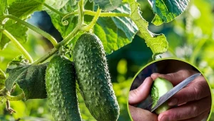 Dlaczego ogórki są gorzkie? To m.in. ich reakcja obronna na błędy w uprawie.