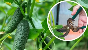 Usuwanie liści ogórków. Jak wykonać ważny zabieg, który podwoi plony?