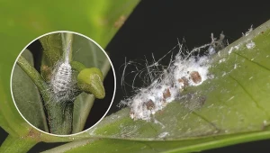 Czerwce mogą zniszczyć wiele upraw. Dlatego zacznij z nimi walczyć, gdy tylko pojawią się pierwsze objawy ich żerowania.