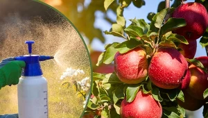 Świętojański opad. Jak powstrzymać opadanie zawiązków z drzew owocowych?