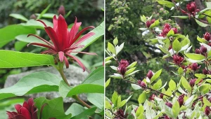 Kielichowiec to oryginalny krzew, który pięknie i długo kwitnie.