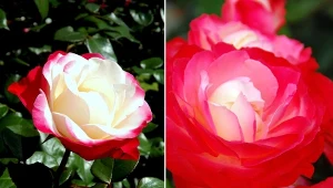 Róża Nostalgia to przepiękna odmiana o biało-czerwonych kwiatach.