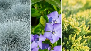 Sprawdź, jakie rośliny najlepiej nadają się na skalniak.