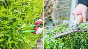 Cięcie żywopłotu jest obowiązkowe, jeśli chcesz się cieszyć piękną osłoną ogrodu. Dlatego nie zapominaj o nim!