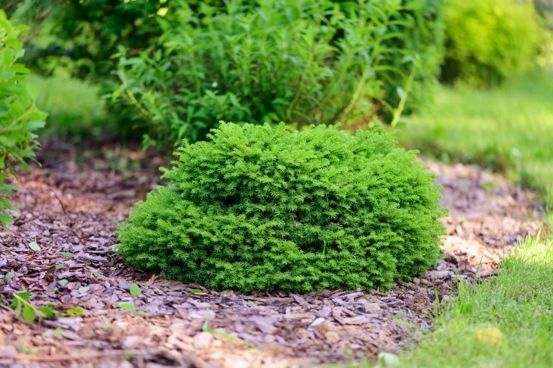 Krzewy karłowate to doskonały wybór na skalniak