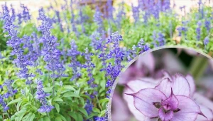 Szałwia muszkatołowa – przyprawa i roślina lecznicza w ogrodzie. Uprawa, właściwości i zastosowanie