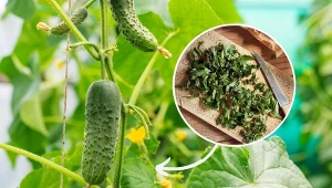 Podpowiadamy, jak zrobić i wykorzystać gnojówkę z pokrzywy w uprawie ogórków.