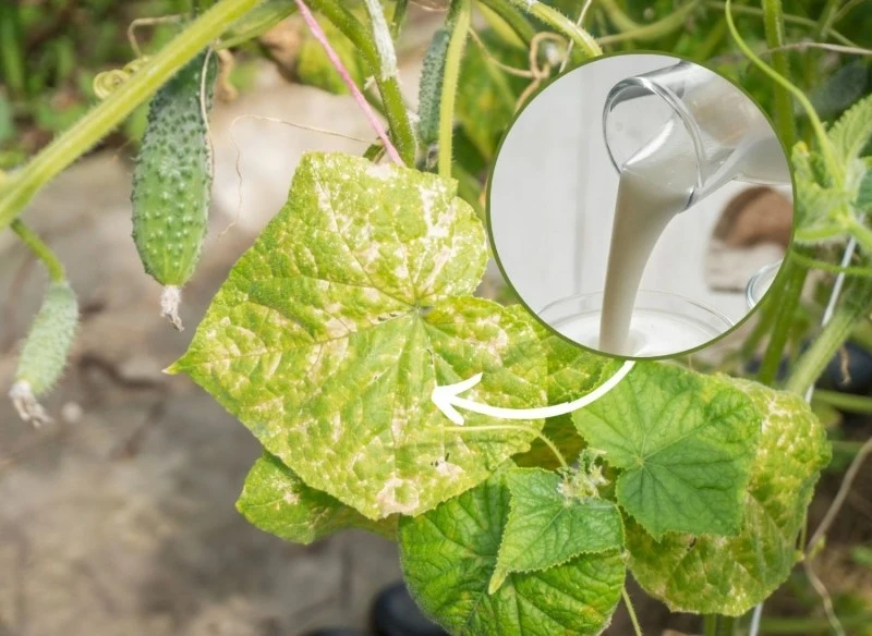 Podlej ogórki tym produktem, a będą zdrowo rosły i prawidłowo się rozwijały