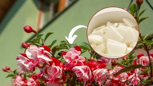 Sprawdź, czego nie lubi fuksja i co zrobić, aby obficie kwitła.