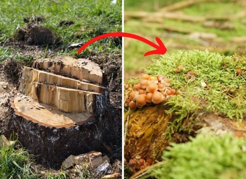 Nawozy azotowe i grzybnia pomogą usunąć pień po ściętym drzewie
