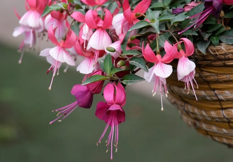 Fuksja to efektowna roślina ozdobna, będąca dekoracją mieszkań, ogrodów i tarasów