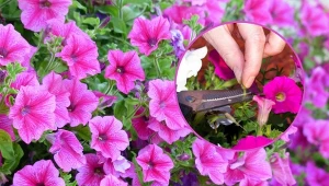 Supertunia to efektowna roślina, cechująca się dużą odpornością i wytwarzająca piękne kwiaty.