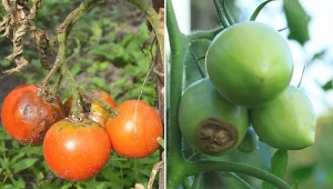 Takie plamy na pomidorze to zły omen. Jak zapobiegać suchej zgniliźnie?