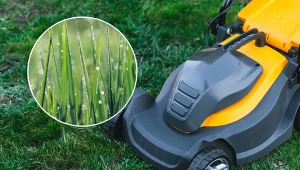Podpowiadamy, czy można kosić mokrą trawę i jakie to ma konsekwencje.