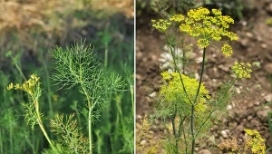 Żółknięcie kopru często spowodowane jest niewłaściwą pielęgnacją lub złym stanowiskiem.