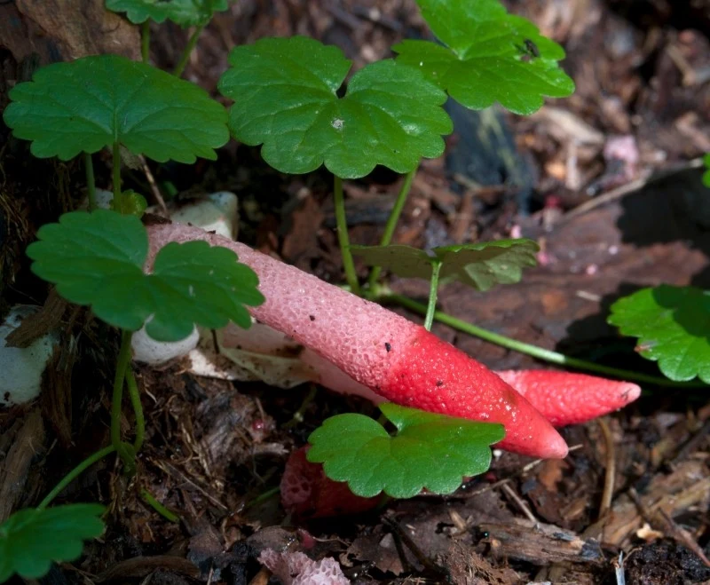 Mądziak malinowy jest rzadkim grzybem niejadalnym