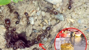 Jak pozbyć się mrówek z ogrodu? Poznaj sprawdzone patenty.