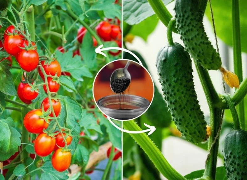 Jak wzmocnić ogórki i pomidory