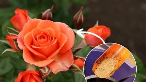 Dowiedz się, jak często oraz czym nawozić róże, aby zdrowo rosły i obficie kwitły.