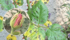 Wykonaj domowy oprysk, a  ocalisz przed czarną plamistością krzewy róż.