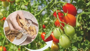 Sprawdź, jak i kiedy nawozić pomidory za pomocą naturalnych produktów.