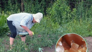 Naturalny oprysk z cebuli jest sprzymierzeńcem w walce m.in. mszycami.