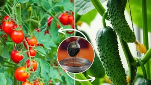 Jak wzmocnić ogórki i pomidory? Przygotuj odżywkę, dzięki której rośliny będą rosły dwa razy szybciej.