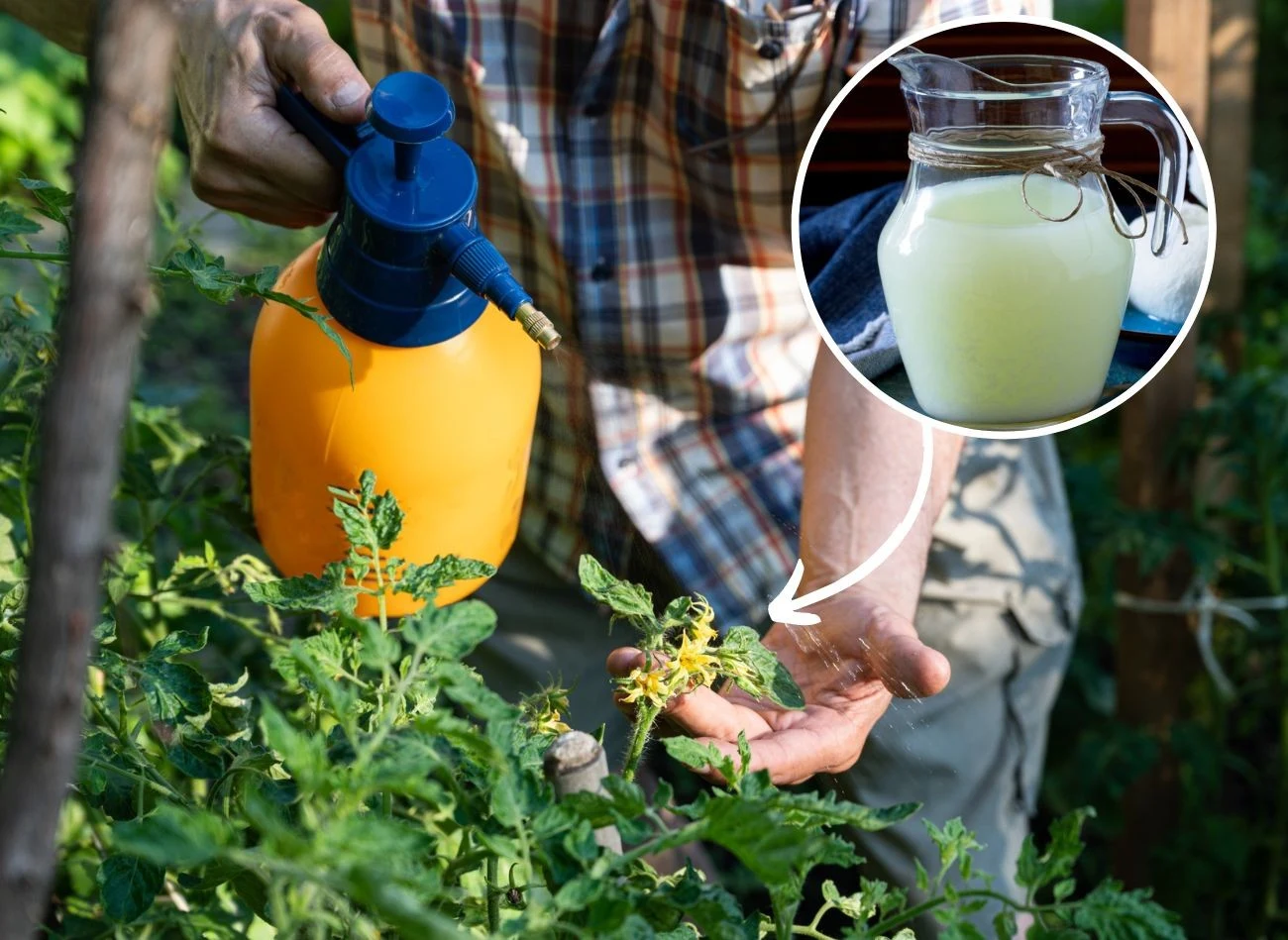 Pomidory są dość trudne w uprawie i często łapią je choroby