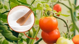 Kwasek cytrynowy znajduje zastosowanie w ogrodnictwie.