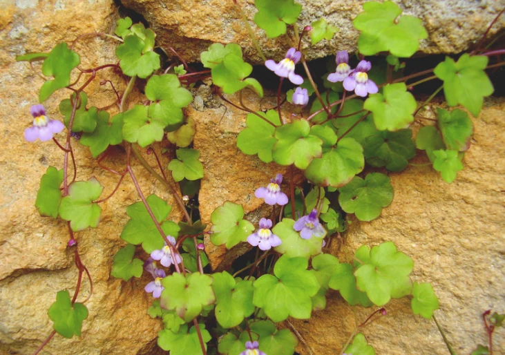 Cymbalaria doskonale radzi sobie jako roślina okrywowa na skarpach i murkach