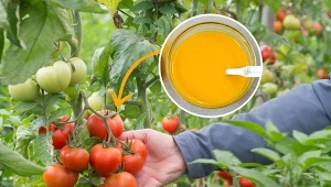 Zrób domowy oprysk, a pomidory będą smaczne i zdrowe.