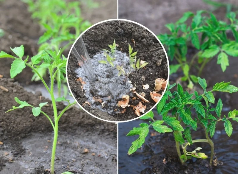 Nawożenie pomidorów specjalnym preparatem wspomoże ich wzrost i obfite owocowanie