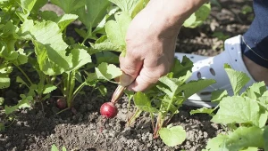 Przerywanie warzyw jest konieczne w przypadku tych roślin, które wysiewane były bezpośrednio do gruntu.
