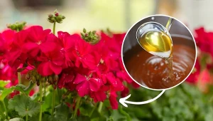 Sprawdź, jak przygotować domowy syrop. który pobudzi pelargonie do wzrostu i obfitego kwitnienia.