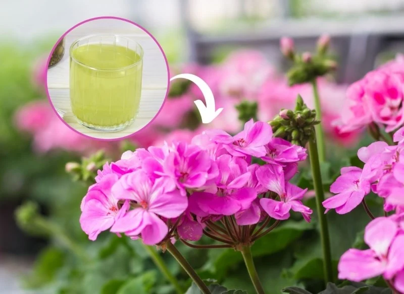 Podlej pelargonie domową odżywką, a będą kwitły jak szalone
