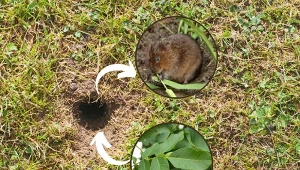Nornice to drobne gryzonie, wyrządzające duże szkody w naszych ogrodach.