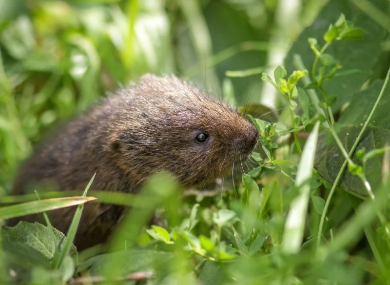 Objawem żerowania nornic w ogrodzie jest więdnięcie roślin