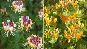 Wiciokrzew - pnącze o słodkim zapachu. Odmiany, uprawa i pielęgnacja wiciokrzewu