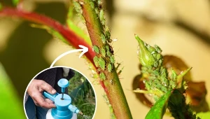 Podpowiadamy, jak przygotować skuteczny oprysk na mszycę.