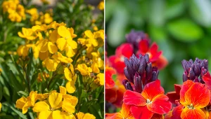 Lak wypełni ogród kolorem kwiatów i przyjemnym zapachem.