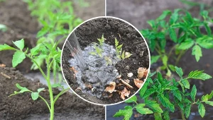 Nawożenie pomidorów specjalnym preparatem wspomoże ich wzrost i obfite owocowanie.