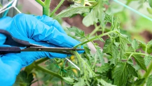 Przycinanie liści pomidorów jest jednym z ważnych zabiegów, które m.in. przyspieszenie dojrzewania owoców.