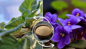 Przygotuj naturalną odżywkę, a fiołek zakwitnie jak nigdy wcześniej.