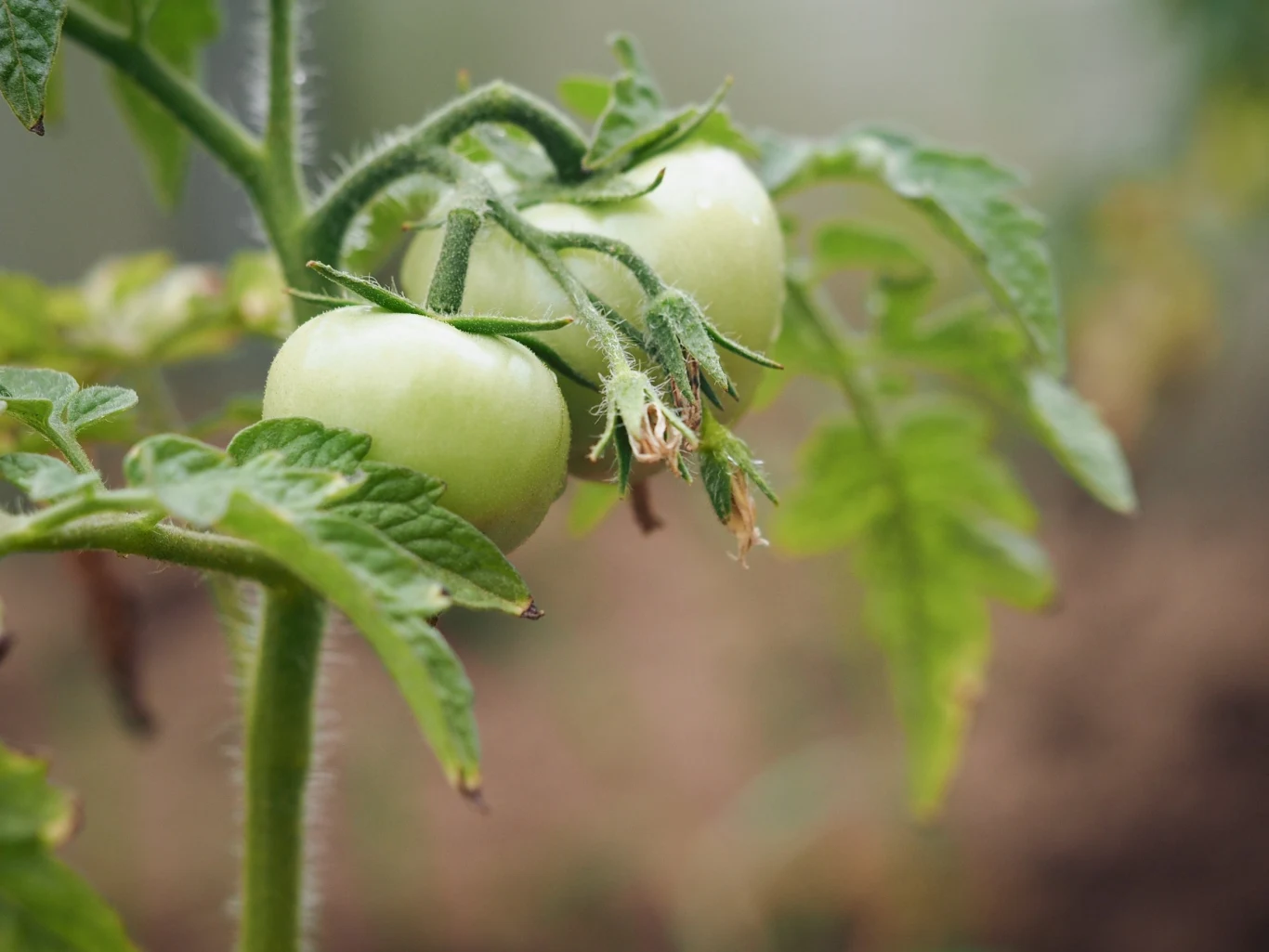 Nigdy nie obrywamy liści pomidorów w dzień deszczowy ani w czasie, gdy rośliny są mokre po podlewaniu
