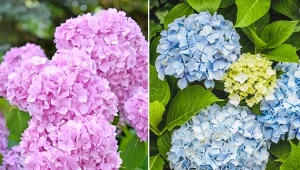 Hortensja otaksa to jedna z najpiękniejszych odmian, która jest również rzadko spotykana.