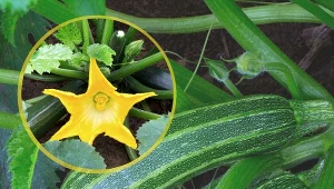 Cukinia jest bardzo łatwa w uprawie. Przekonaj się w praktyce!