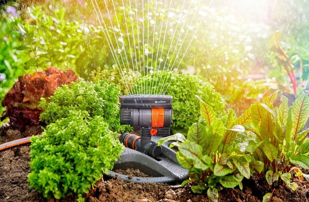 Trawnik należy podlewać przynajmniej raz dziennie /